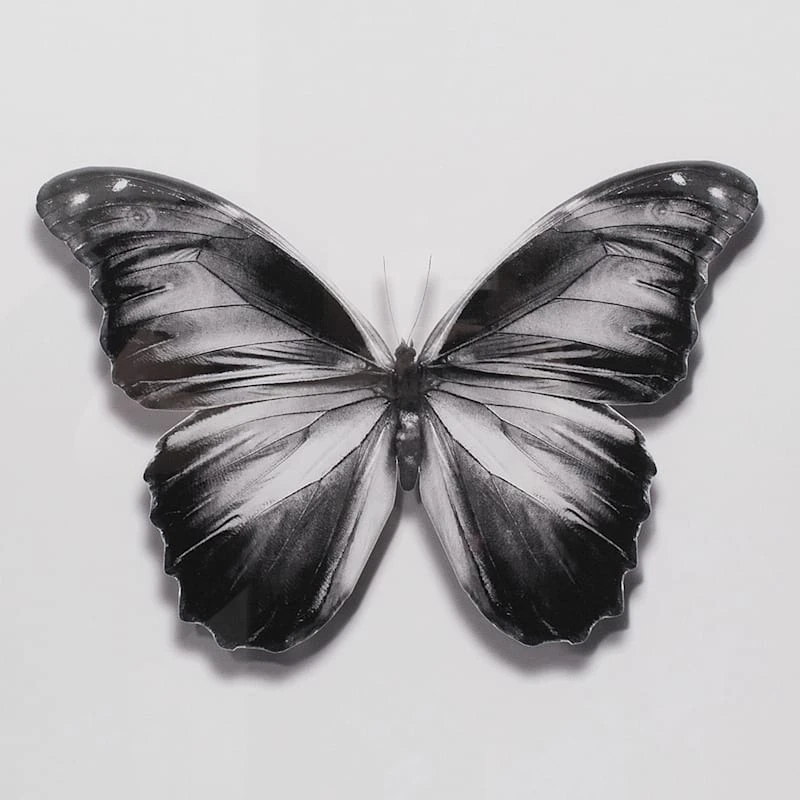 Laila Ali Framed Butterfly Print Wall Art, 20" 2 Laila Ali Framed Butterfly Print Wall Art, 20" - Image 2