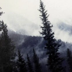 Ty Pennington Forest Canvas Wall Art, 24" -Home Decor Store ty pennington forest canvas wall art 24 2